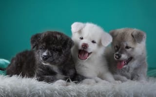 Картинка Три забавных щенка Акита-ину на зеленом фоне