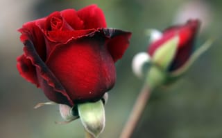 Картинка Цветок красной розы с бутоном крупным планом