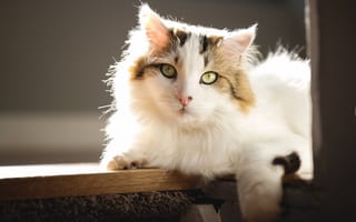 Картинка Большой красивый кот лежит на подоконнике в лучах солнца