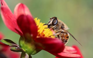 Картинка Пчела сидит на красном цветке георгины, макросъемка
