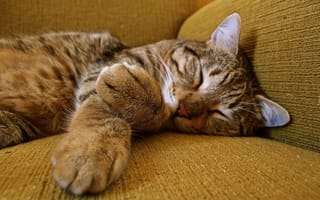 Картинка Милый серый кот спит на диване