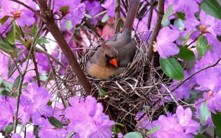 Картинка Маленькая птичка кардинал в гнезде среди цветов