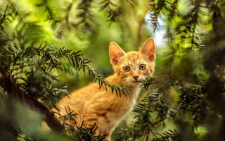 Картинка Рыжий любопытный котенок сидит в зеленых ветках