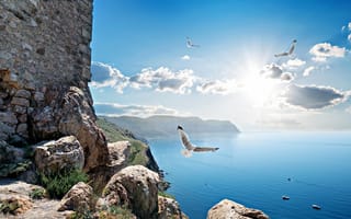 Картинка Чайки летают у скалы в лучах солнца под красивым голубым небом