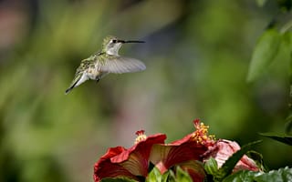 Картинка Маленькая птичка колибри летает над красными цветами гибискуса