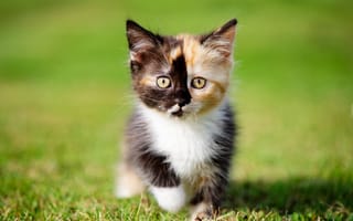 Картинка Маленький забавный трехцветный котенок на зеленой траве