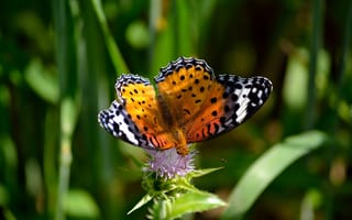 Картинка Красивая бабочка сидит на цветке чертополоха