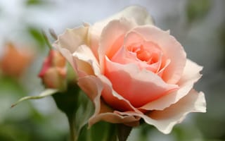 Картинка Красивая нежная розовая роза крупным планом