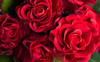Картинка Шикарные красные розы крупным планом