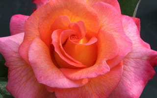 Картинка Розовый цветок красивой розы крупным планом