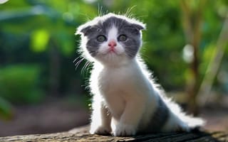 Картинка Маленький вислоухий серо-белый котенок