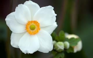 Картинка Красивый белый нежный цветок анемоны крупным планом