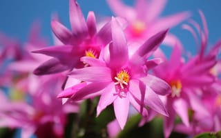 Картинка Красивые розовые цветы комнатного цветка декабрист