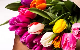 Картинка Красивый букет разноцветных тюльпанов крупных планом