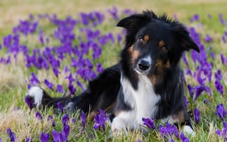 Картинка Собака породы бордер колли лежит на поле с фиолетовыми крокусами