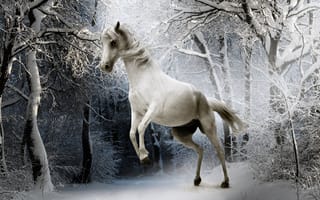 Картинка Белая лошадь в покрытом снегом лесу