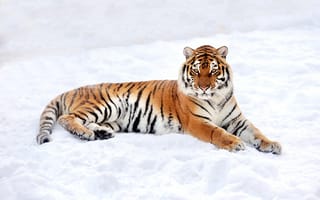 Обои Большой грациозный тигр на снегу
