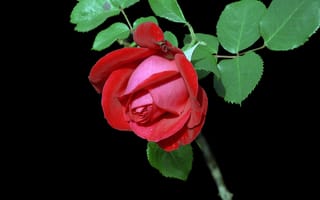 Обои Красивая красная роза с зелеными листьями на черном фоне