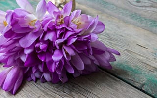 Картинка Букет весенних цветов фиолетовых крокусов лежит на деревянном столе