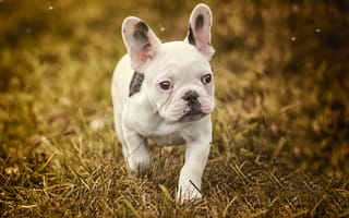 Картинка Маленький белый щенок французского бульдога идет по траве