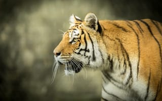 Картинка Большой тигр с открытой пастью на охоте