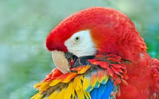 Картинка Большой красный ара с яркими перьями крупным планом