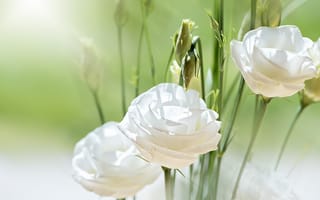 Картинка Белые цветы Эустома с бутонами в лучах солнца