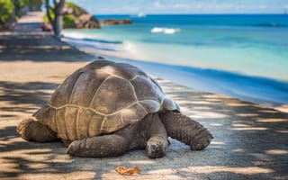 Картинка Гигантская черепаха на берегу