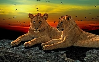 Картинка Две львицы лежат на камне на закате солнца