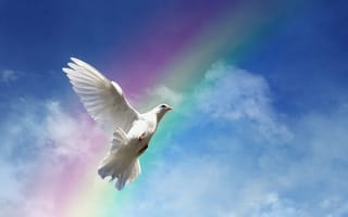 Картинка Белый голубь на фоне голубого неба с радугой