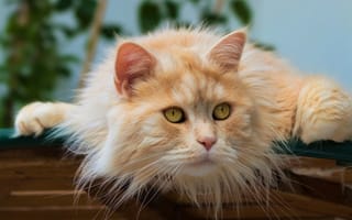 Картинка Красивый пушистый рыжий кот