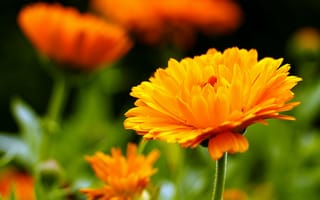 Обои Оранжевый цветок герберы крупным планом