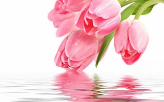 Обои Нежные розовые тюльпаны опускаются в воду на белом фоне