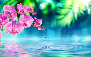 Картинка Розовые цветы орхидеи на фоне воды
