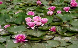 Картинка Розовые водяные лилии с зелеными листьями в пруду