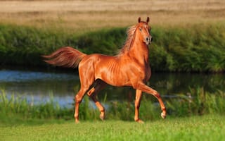 Картинка Грациозная коричневая лошадь у реки