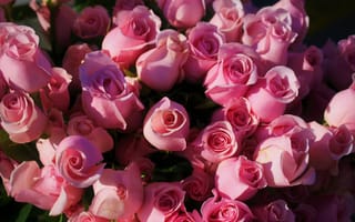 Картинка Розовые розы крупным планом, вид сверху