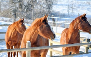 Картинка Три коричневые лошади на ферме зимой