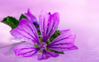 Картинка Красивый сиреневый цветок в каплях воды