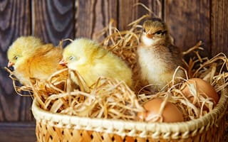 Картинка Три маленьких цыпленка в гнезде с яйцами