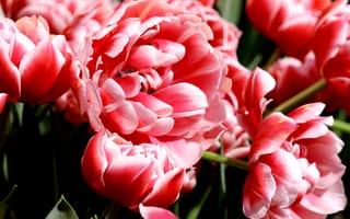 Картинка Много розово-белых тюльпанов крупным планом