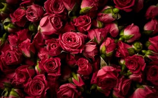 Картинка Много сорванных красных роз в каплях росы