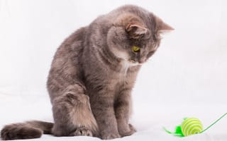 Картинка Кошка смотрит на игрушку на веревке на сером фоне