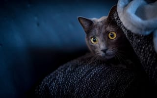 Картинка Испуганный кот с желтыми глазами прячется на диване