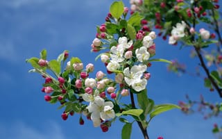 Картинка Цветущая весенняя ветка яблони