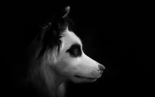 Картинка Морда собаки породы бордер колли черно - белое фото