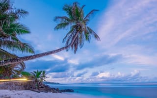 Картинка Большая пальма на тропическом пляже на фоне красивого неба
