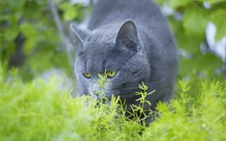 Картинка Серый кот британец ест зеленую траву