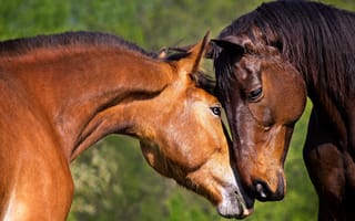 Картинка Влюбленная пара коричневых лошадей