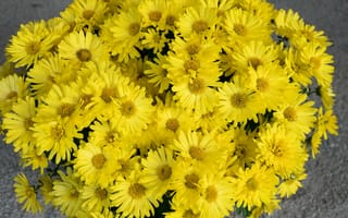 Картинка Большой букет желтых цветов хризантемы